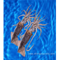 Fresh Price Calamar Dosidicus Gigas Seafood